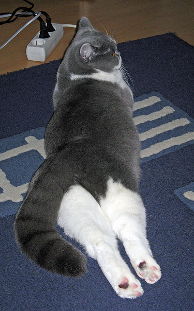 血染高原，新星璀璨！马丁内利绝境救主，阿根廷的传承在这一夜完成